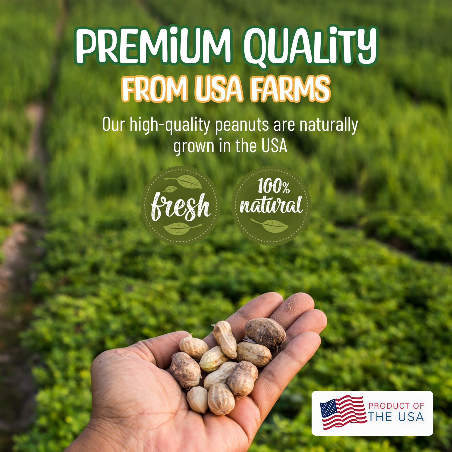 Raw Peanuts- In Shell – Sneaky Mango